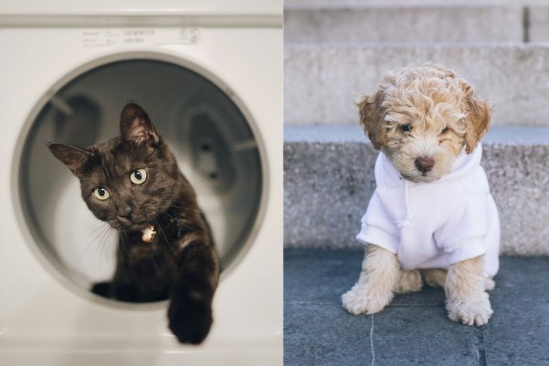 Lavado de Ropa Pet Friendly