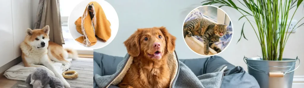 Lavado de Ropa Pet Friendly_Banner_Aquaruf