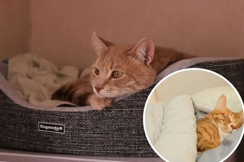 Lavado_cama_de_gato1_Aquaruf