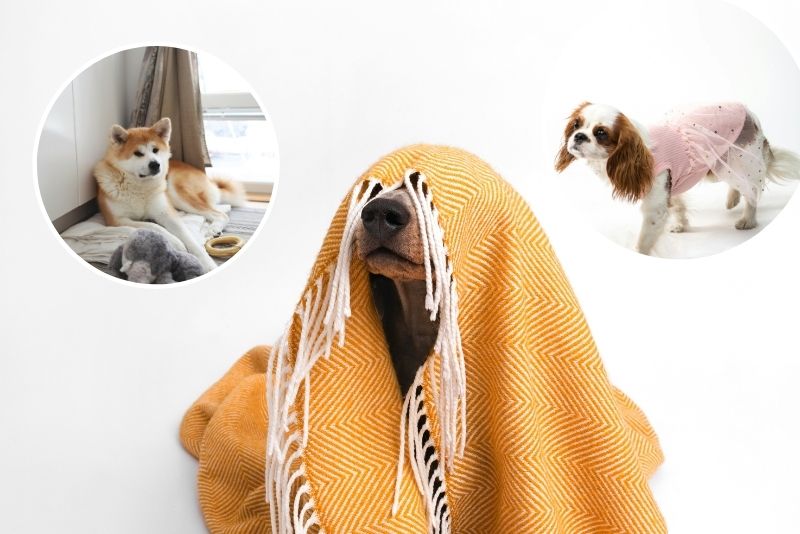 Lavado_ropa_de_mascotas