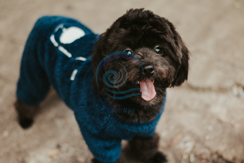 lavanderia-ropa-mascotas-surco